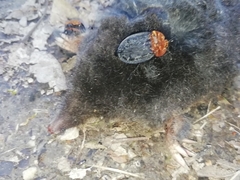 Talpa europaea