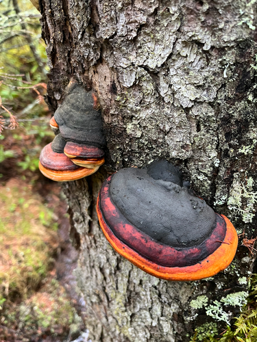 Northern Red Belt