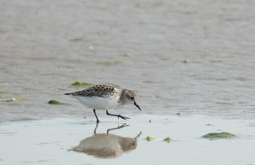 Semipalmated Sandpiper
