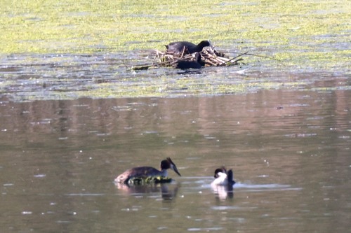 iNaturalist image