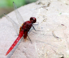 Erythrodiplax castanea