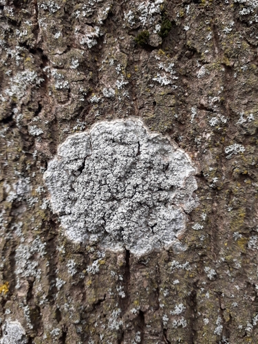 Representative image of Lepra albescens