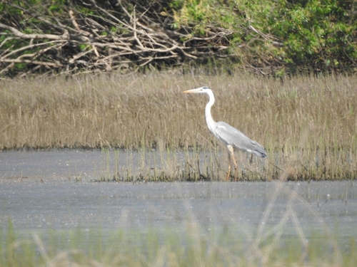 iNaturalist image