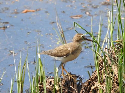 iNaturalist image