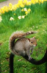 Sciurus carolinensis