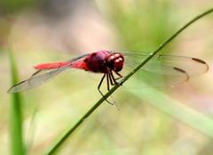 Erythrodiplax castanea