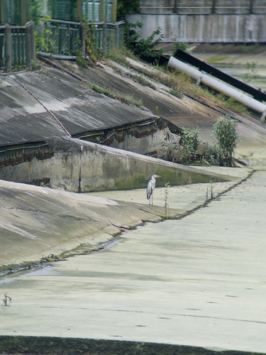 iNaturalist image