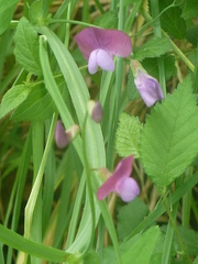 Vicia bithynica