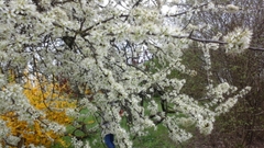 Prunus