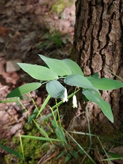 Polygonatum biflorum biflorum