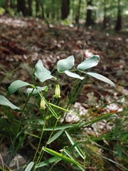 Polygonatum biflorum biflorum