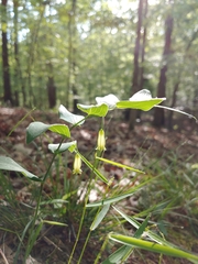 Polygonatum biflorum biflorum
