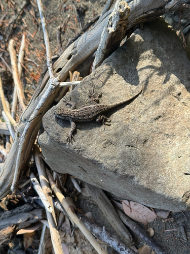 iNaturalist observation photo of Western Fence Lizard