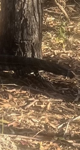 Lace Monitor