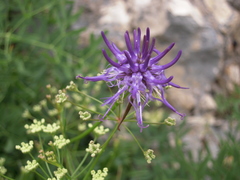 Phyteuma scheuchzeri