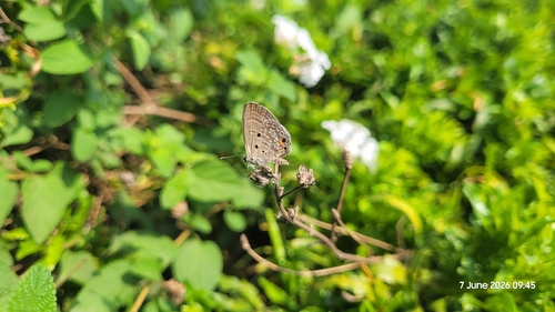Plains Cupid