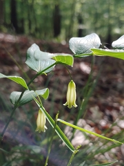 Polygonatum biflorum biflorum