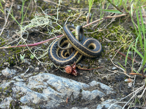 iNaturalist observation photo of Aquatic Garter Snake