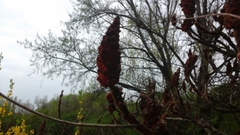 Rhus typhina