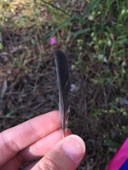 Parus major