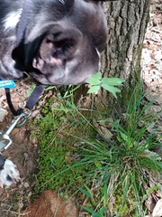 Polygonatum biflorum biflorum