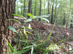 Polygonatum biflorum biflorum