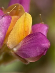 Lupinus stiversii, photograph author not stated, no rights reserved