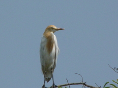 Bubulcus ibis