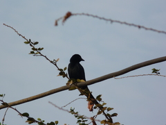 Dicrurus macrocercus