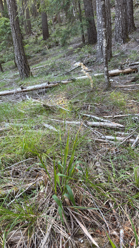 iNaturalist observation photo of California sweet grass