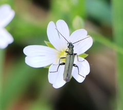 Oedemera virescens