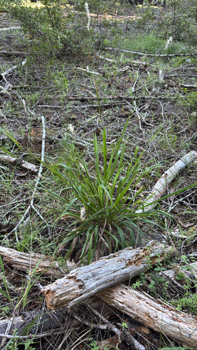 iNaturalist observation photo of California sweet grass