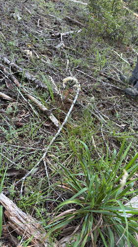iNaturalist observation photo of California sweet grass