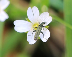 Oedemera virescens