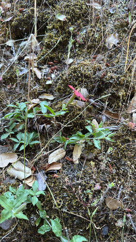 iNaturalist observation photo of cardinal catchfly