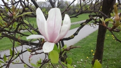Magnolia × soulangeana
