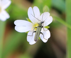 Oedemera virescens