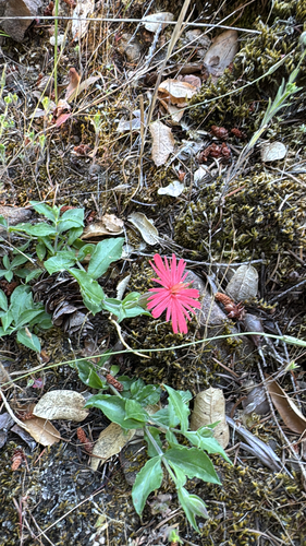 iNaturalist observation photo of cardinal catchfly