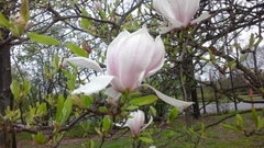 Magnolia × soulangeana