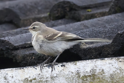 iNaturalist: (c) Gerhard Lemmer, some rights reserved (CC BY-NC), uploaded by Gerhard Lemmer iNaturalist image