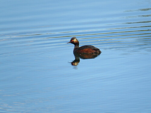 iNaturalist image