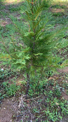 Cupressus × leylandii