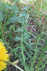 Taraxacum subleucopodum