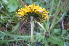 Taraxacum subleucopodum