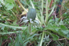 Taraxacum subleucopodum