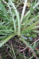 Taraxacum subleucopodum
