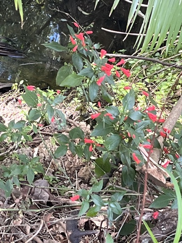 Ruellia brevifolia, photograph 5