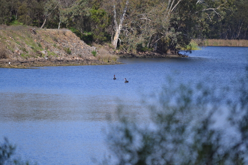 iNaturalist image