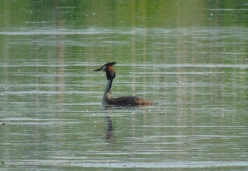 iNaturalist image