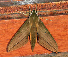 Xylophanes crotonis